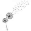 dandelion 2