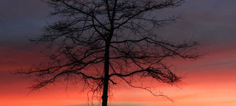 Short and Sweet: Of Sun and&nbsp;Shade