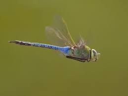 Short and Sweet: A Dragonfly&nbsp;Day